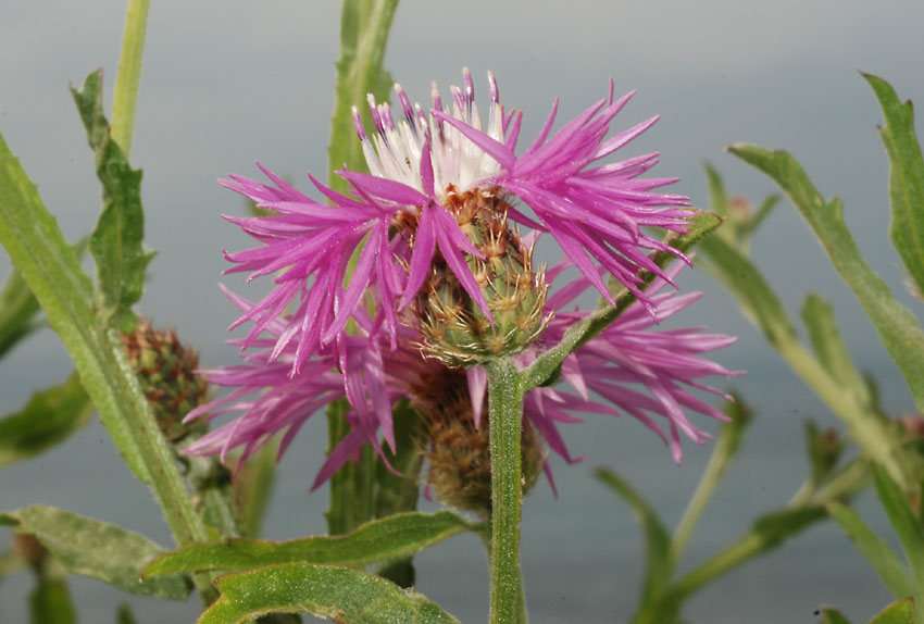 Centaurea napifolia / Fiordaliso romano